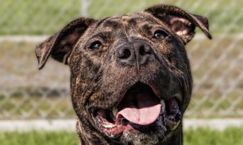 Happy Tales Pet of the Week – BUDDY #6096