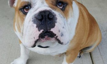 DOGS—DO YOU FREE-FEED OR FEED AT FIXED TIMES?