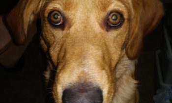 DOGS—FREE-FEED OR FEED AT FIXED TIMES? ADVICE FROM DOG PROFESSIONALS