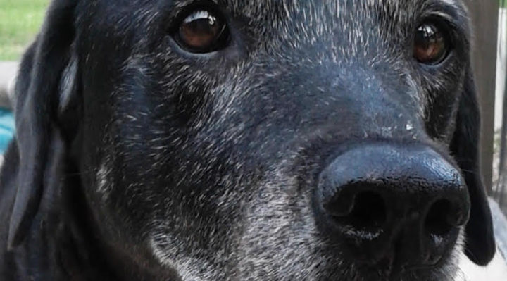 MarilynClairWolfMolly11yrs | FOX 28 Spokane