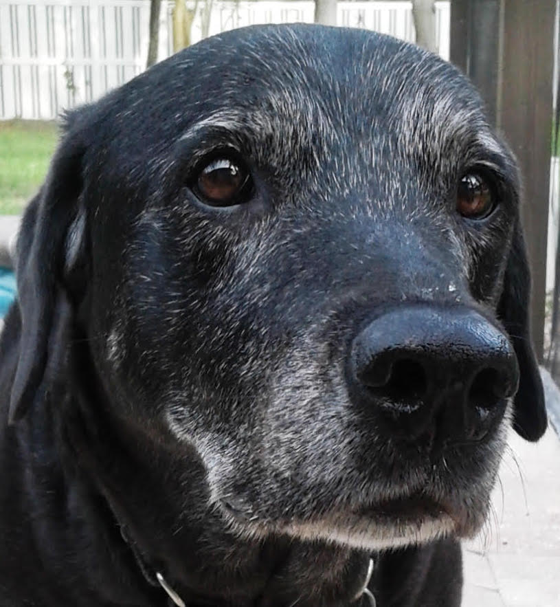 MarilynClairWolfMolly11yrs | FOX 28 Spokane