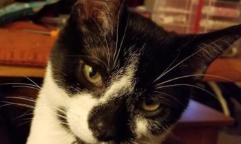 ZOMBIE KITTENS—FERAL CAT RESCUES ON THE SET OF Z NATION