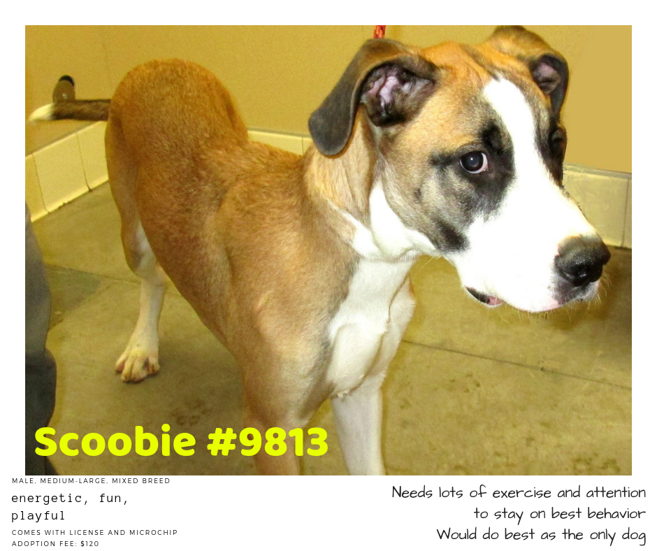 scoobie#9813