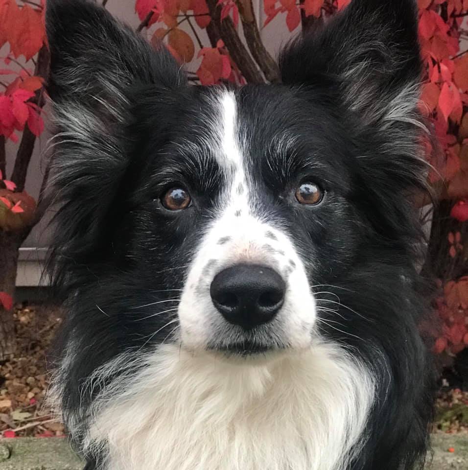 DanielleDavis:Devlin, 12 1:2 years old | FOX 28 Spokane