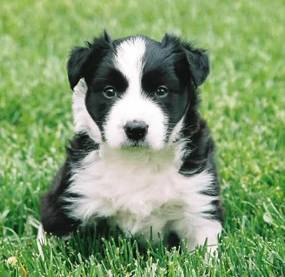 DanielleDavis:Devlin6weeksold | FOX 28 Spokane