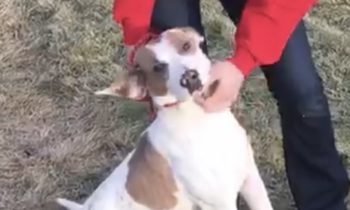 Happy Tales Pet of the Week – CURIO #9786