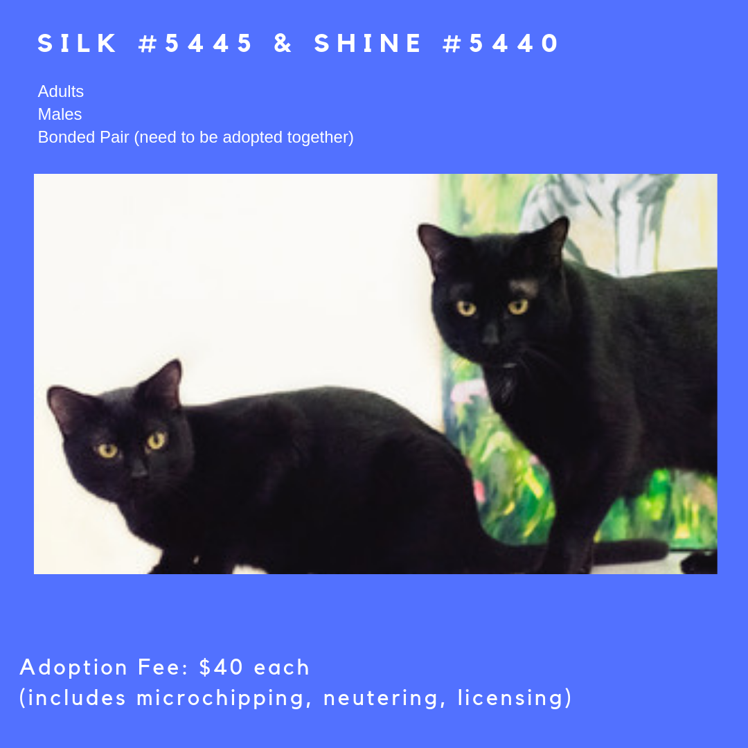 silk&shine happytales