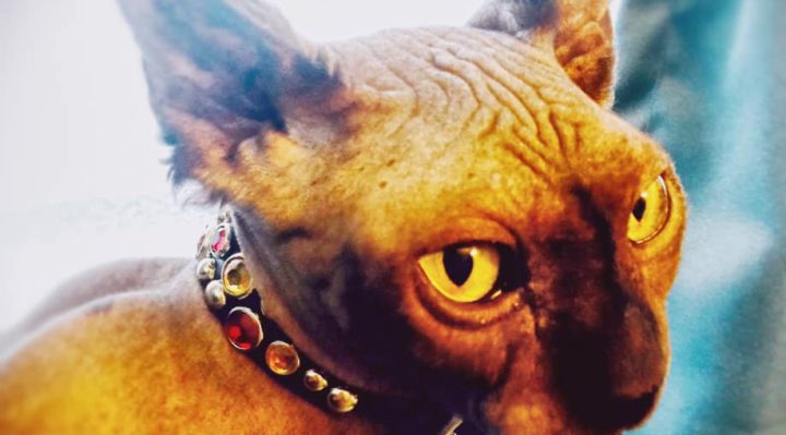 KeaGrace | FOX 28 Spokane