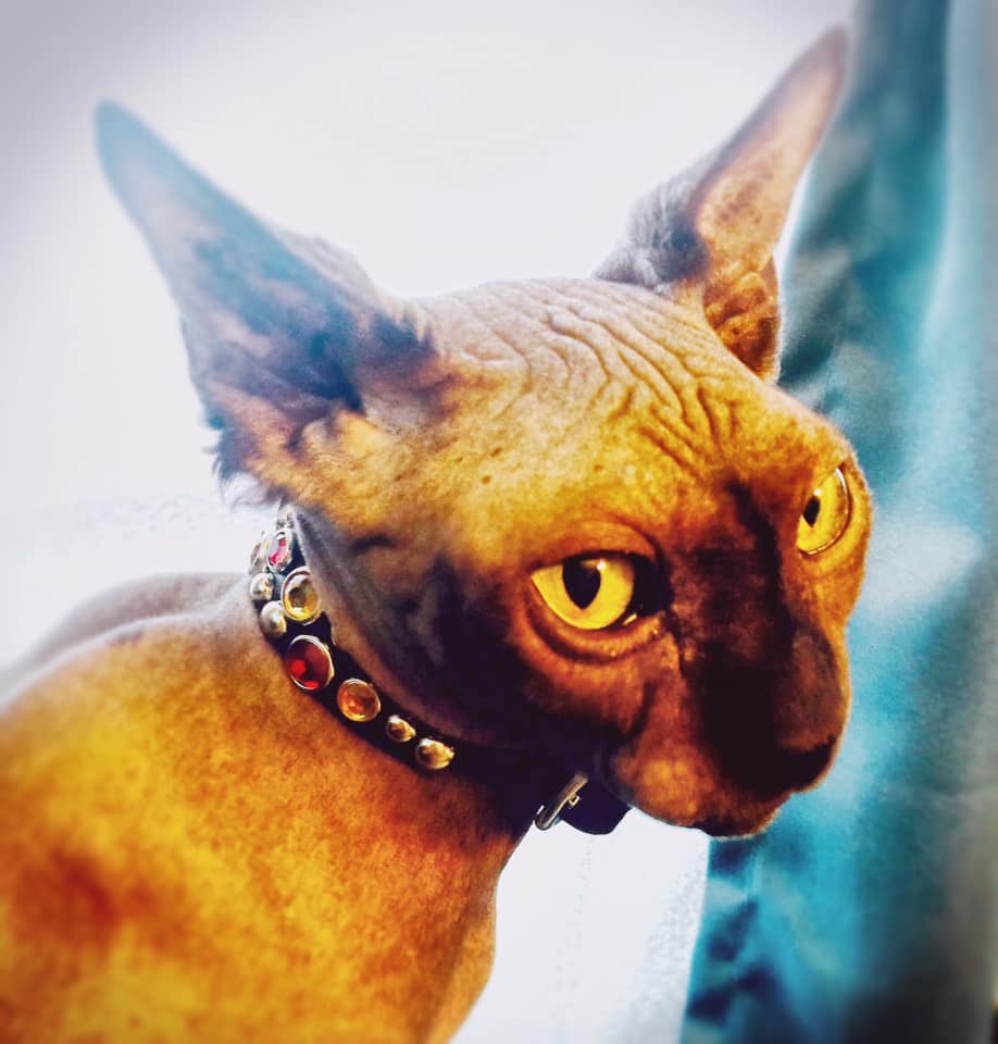 KeaGrace | FOX 28 Spokane