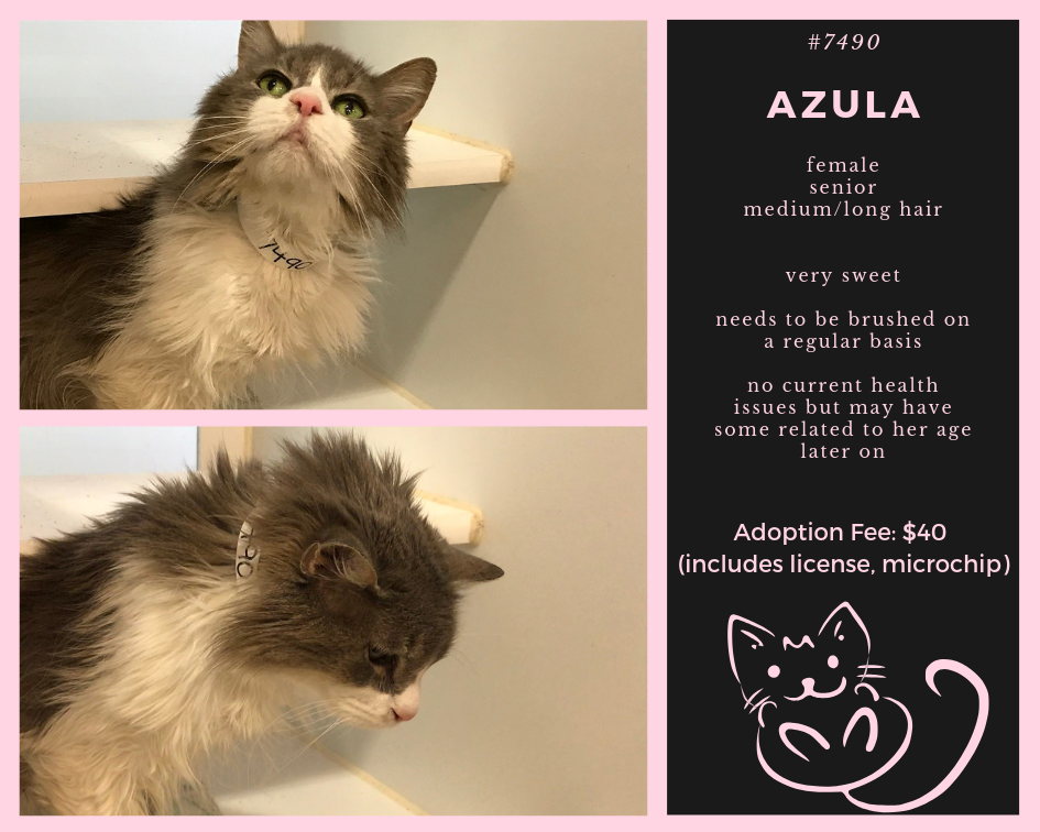 azula is a sweet kitty looking for adoption