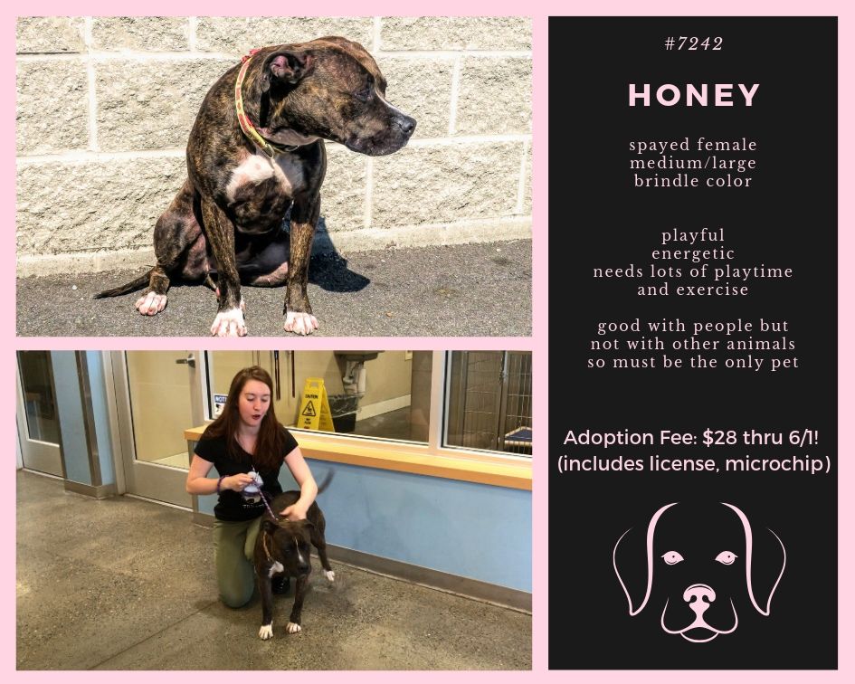 happy tales adoptable pet of the week honey the dog from scraps