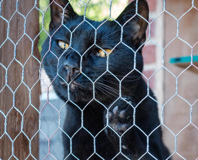 StevenCogswellJett | FOX 28 Spokane