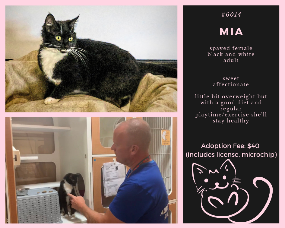 mia the black and white female adult kitty who is up for adoption at scraps in spokane valley