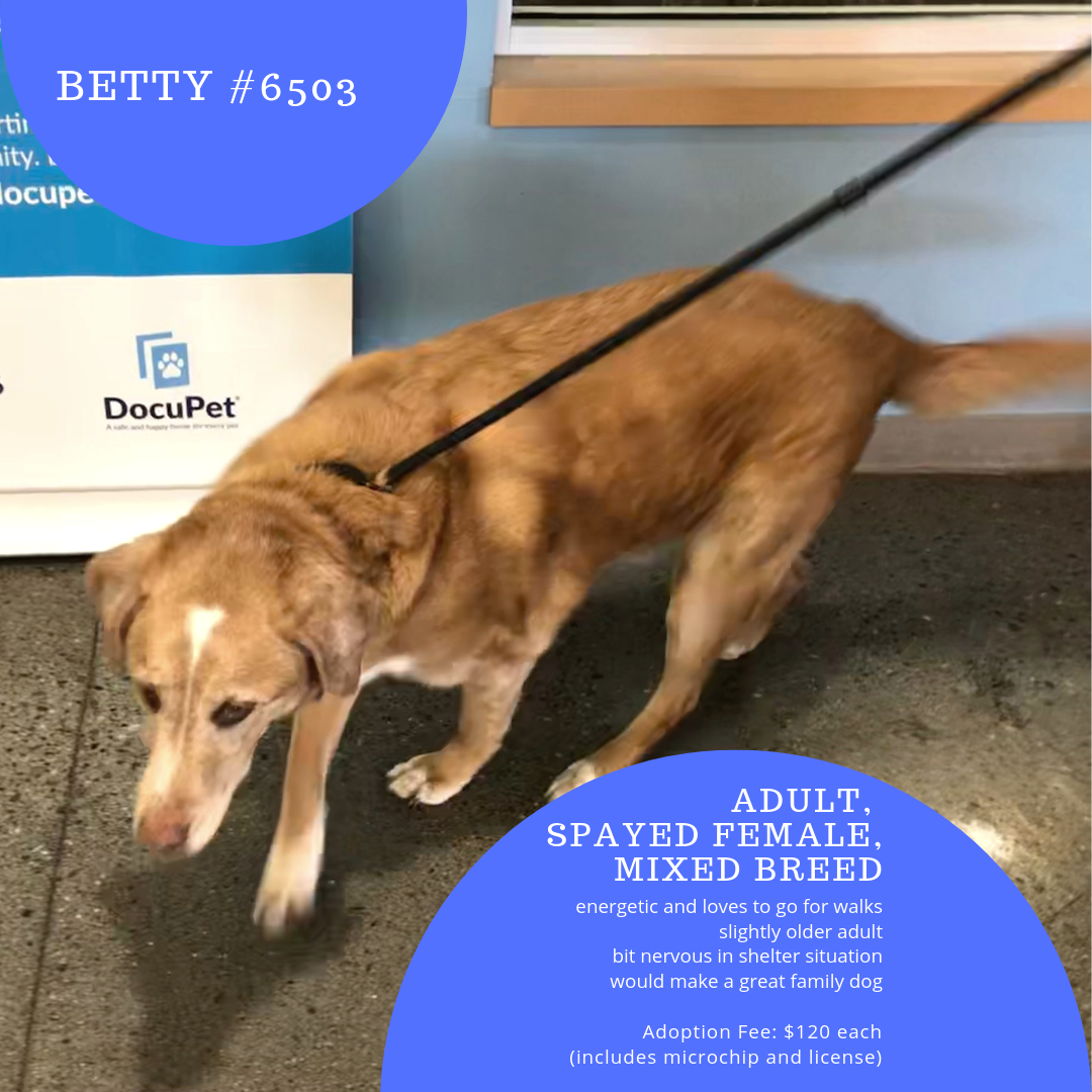 betty the older dog is looking for a family to adopt her
