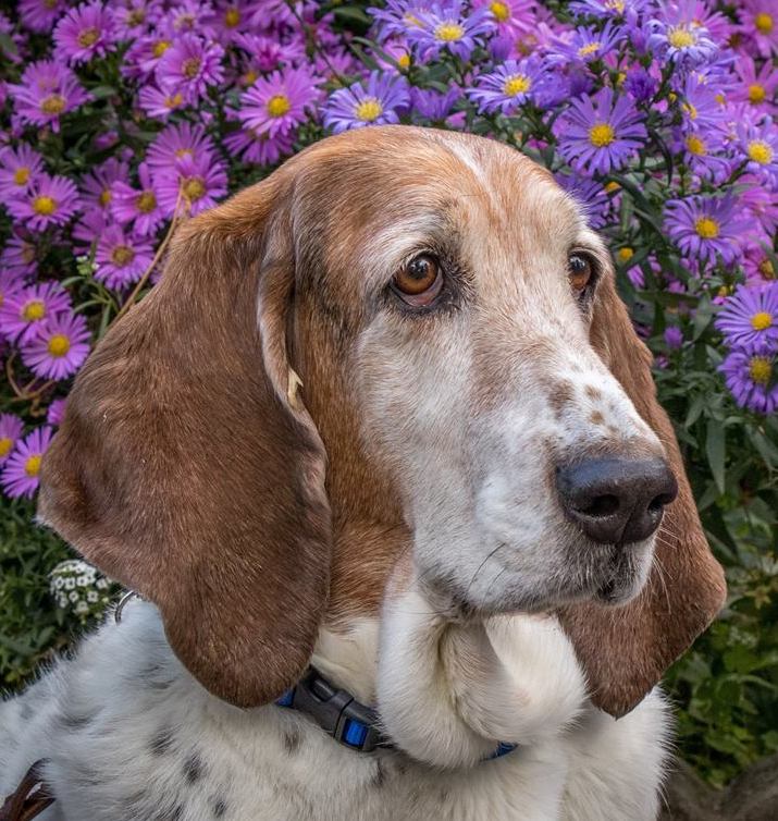 CherieMarshallAsters | FOX 28 Spokane