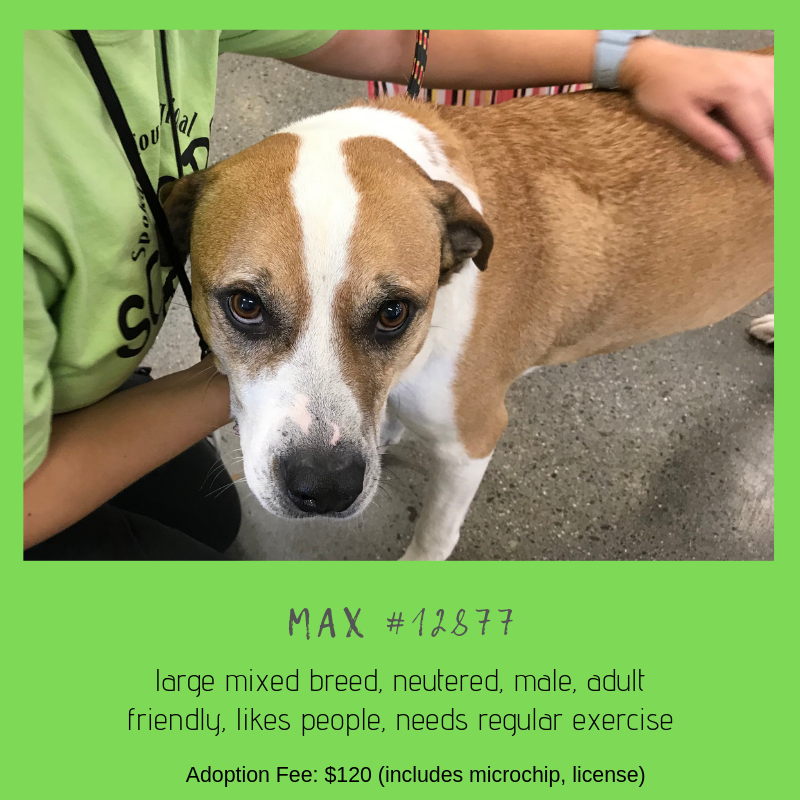 max the dog is ready to be dopted from scraps