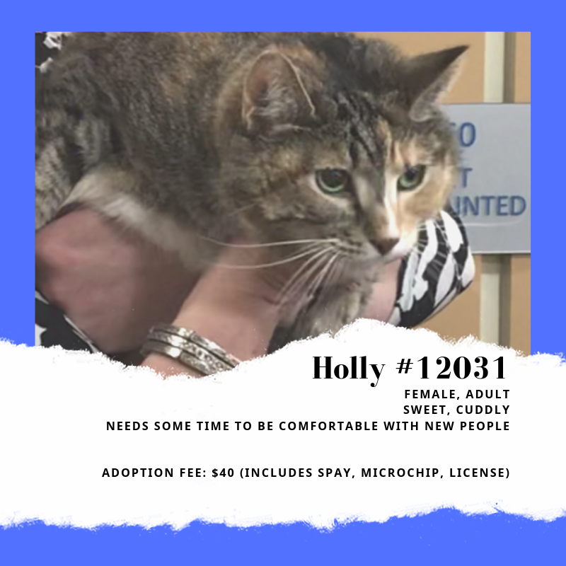 holly is a sweet cat who is ready to be adopted from scraps