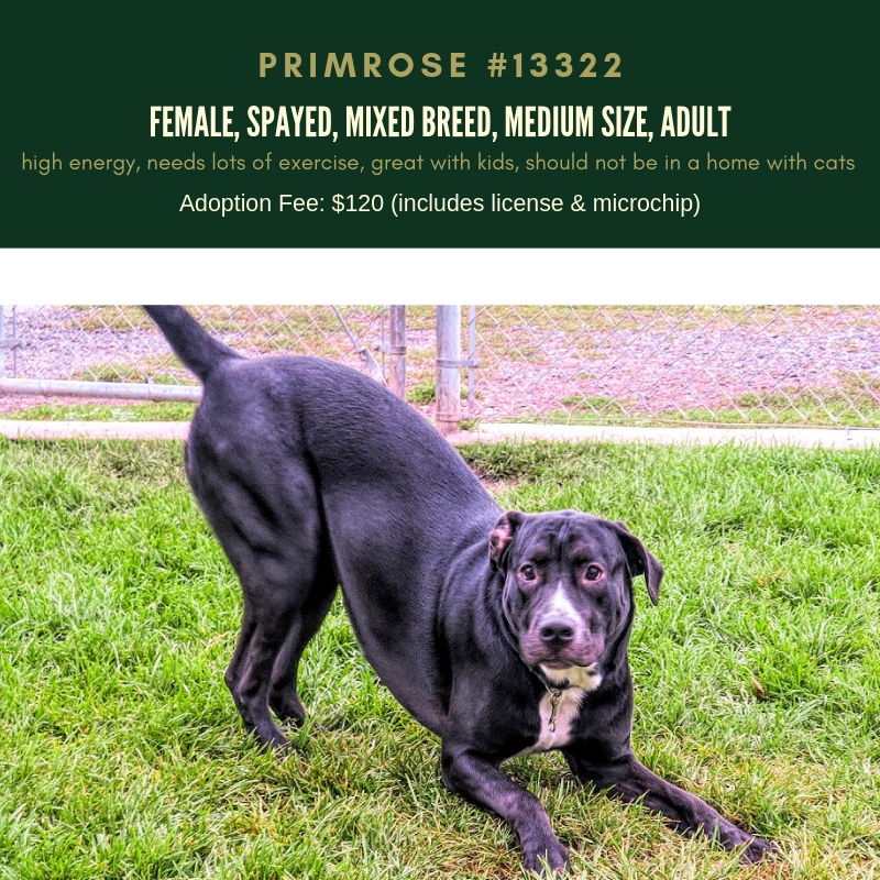 primrose is a fun and energetic dog who loves to go for walks hikes runs