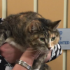holly is an adult tortoiseshell cat