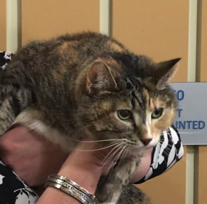 holly is an adult tortoiseshell cat