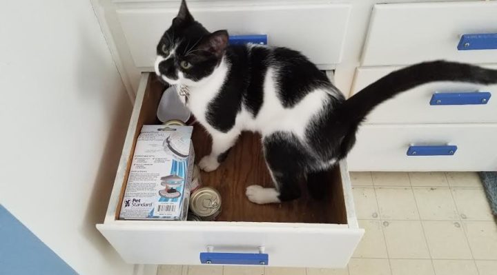 RebeccaCookRoscoeInADrawerORIGINAL | FOX 28 Spokane