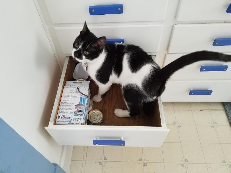 RebeccaCookRoscoeInADrawerORIGINAL | FOX 28 Spokane