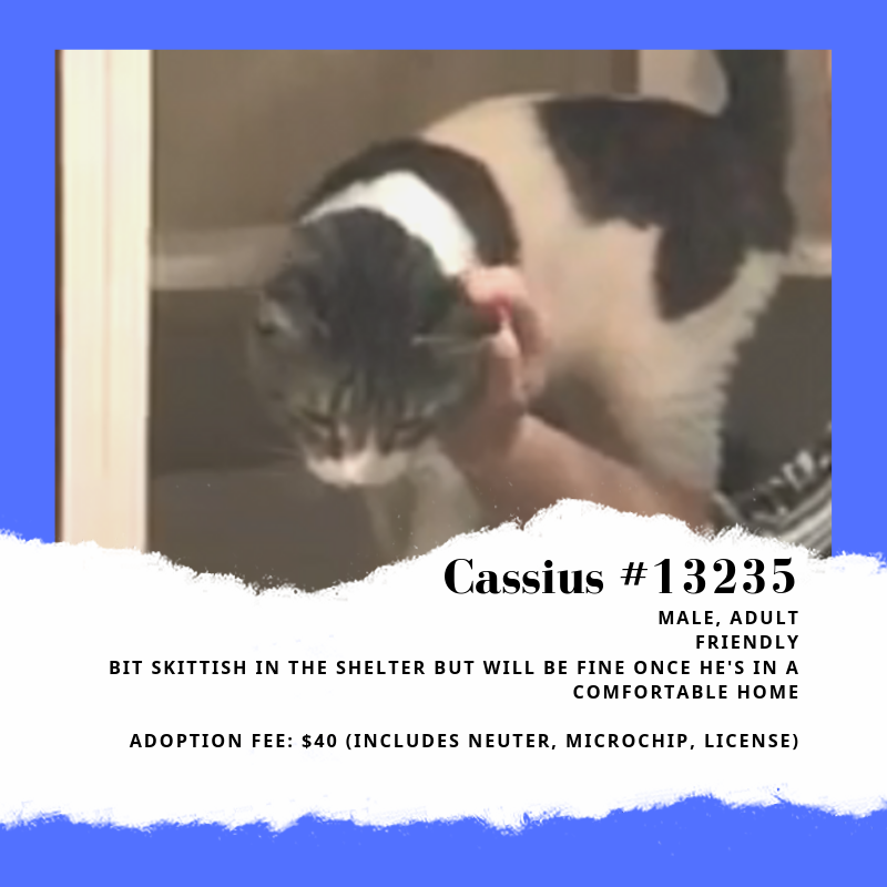 cassius is a sweet cat who is ready to be adopted from scraps