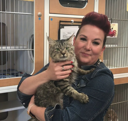 mickey is a sweet male tabby cat who is at scraps awaiting adoption