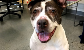 VIDEO: Happy Tales Pet of the Week – Adeline #13528