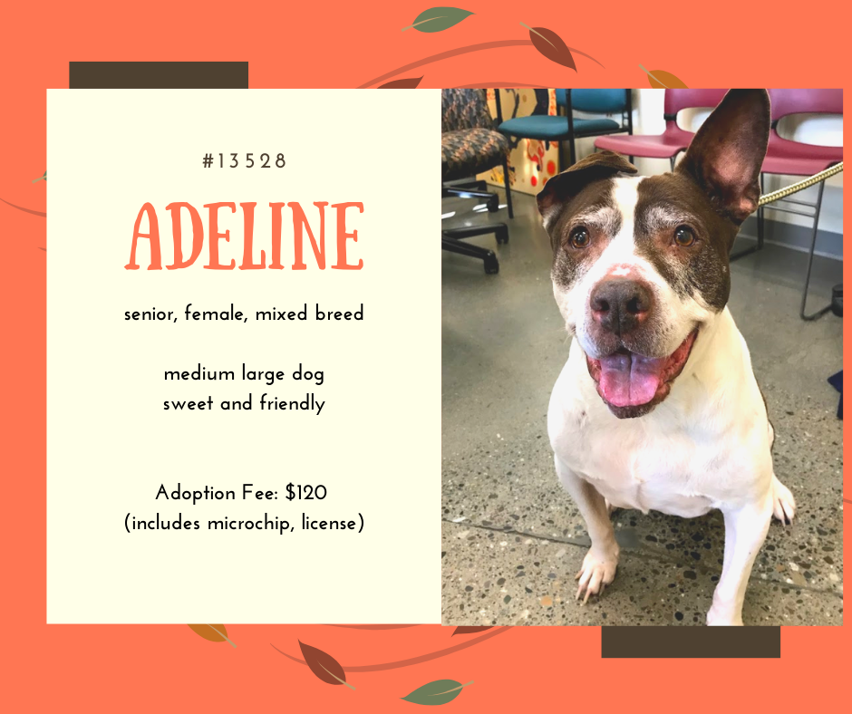 adeline is a mixed breed medium large senior dog who is waiting at scraps to be adopted