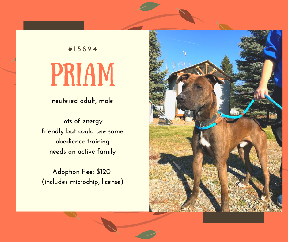 nicole from first and forever homes holds the leash for priam the big friendly adoptable dog