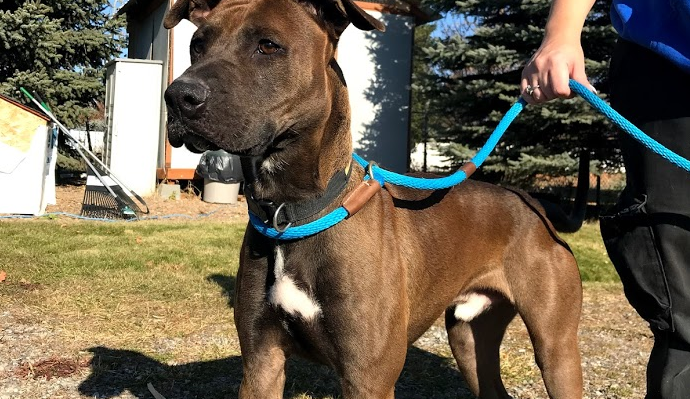 nicole from first and forever homes holds the leash for priam the big friendly adoptable dog