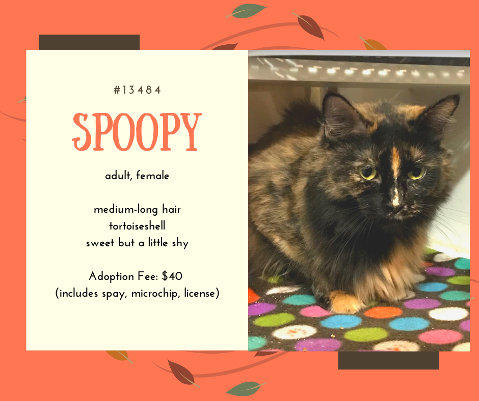 spoopy is a female tortoiseshell cat who is waiting at scraps in spokane valley for a new home