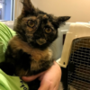 star is a female tortoiseshell adult cat with lots of orange black and dark brown markings
