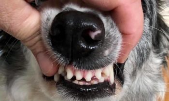 DO YOU BRUSH YOUR DOG’S TEETH?