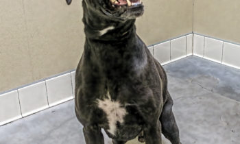 Happy Tales Pet of the Week – SHADOW #17808