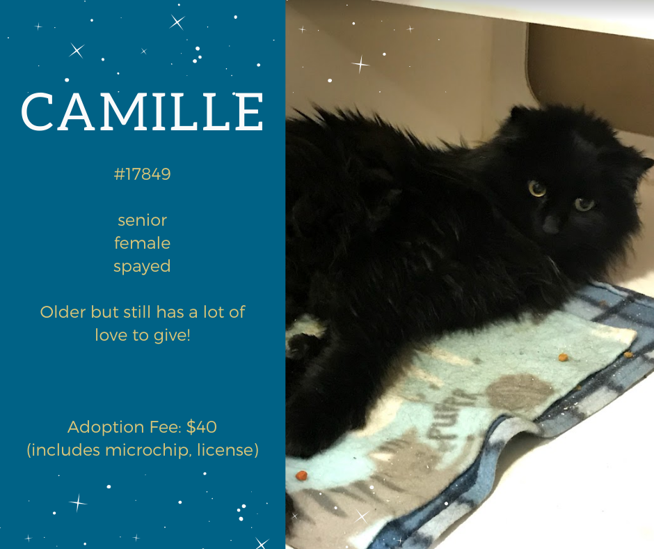 camille is a female black medium hair senior kitty who is waiting at scraps to find a home