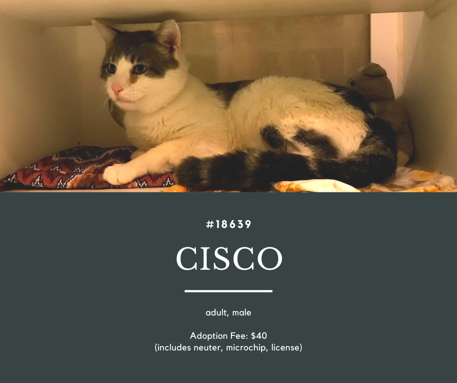 cisco is a large male cat with mostly white body and tabby colored markings on his head back and tail