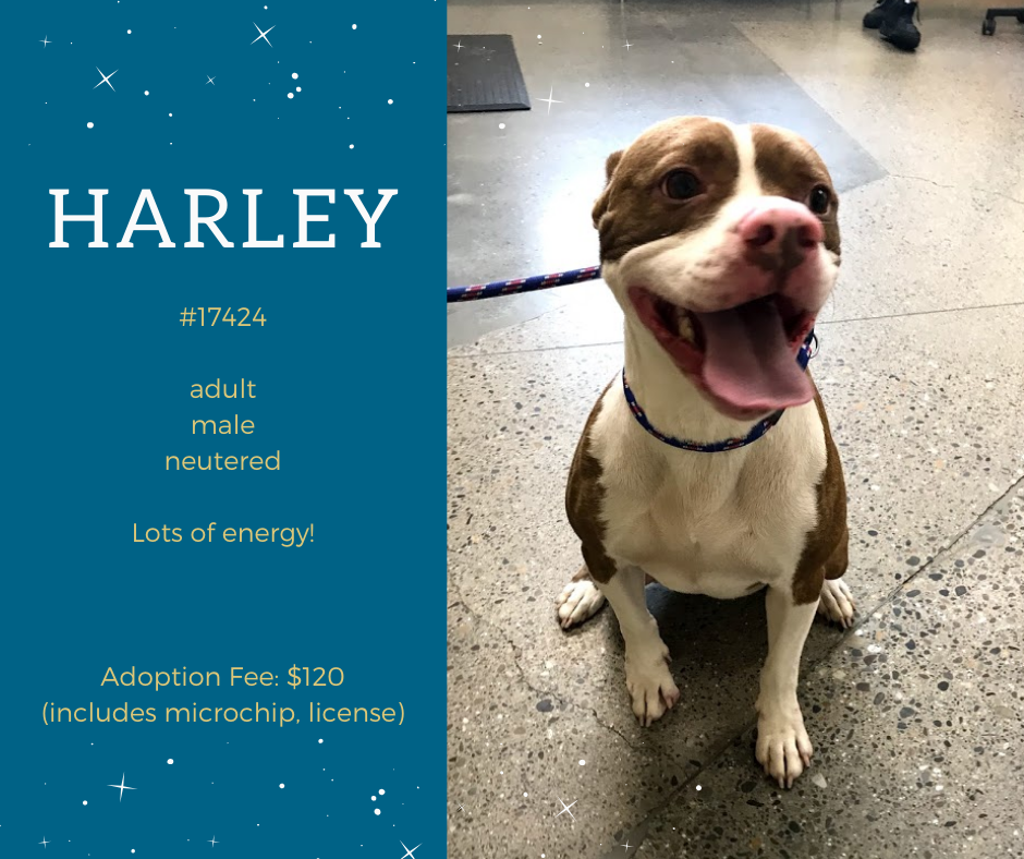 harley is a white and brown male medium sized mixed breed dog with some pit bull features