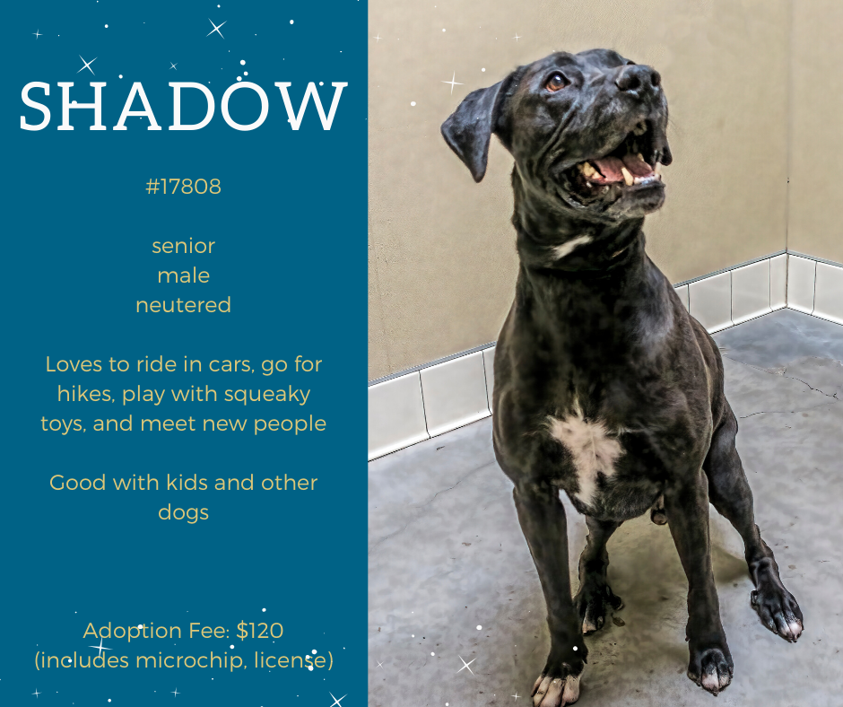 shadow is a medium sized older dog with a mostly black coat that includes some white spots and patches. he is available for adoption at scraps in spokane wa