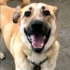 hayden is a large mixed breed dog with a light blonde coat and only three legs but a huge doggie smile on her face