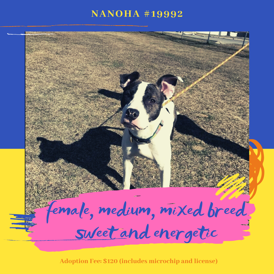 nanoha is a medium large dog who is mostly white with dark brown and black patches around her eyes and on her back