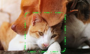 SCRAPS Using Facial Recognition Technology for Lost Pets