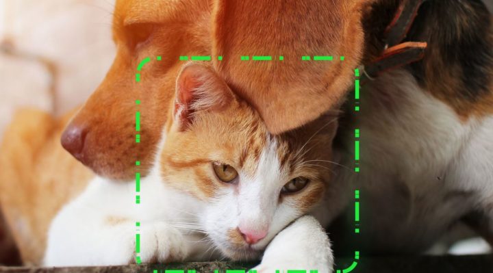 finding rover uses facial recognition software on dogs and cats to help owners find lost animals