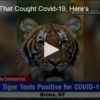Tiger Catches Covid-19 From Zoo Keepers