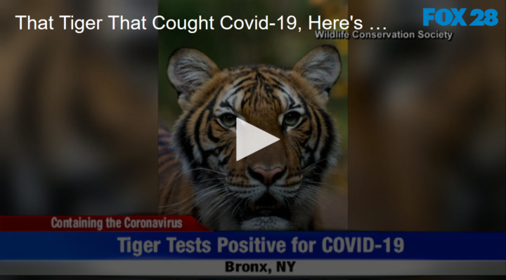 Tiger Catches Covid-19 From Zoo Keepers FOX 28 Spokane