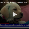 2020-05-13 Six New Puppies Arrive in Spokane for Training FOX 28 Spokane