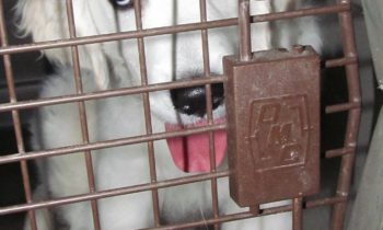 MAYBE YOU DIDN’T HEAR ME WHEN I SAID IT THE FIRST TIME?