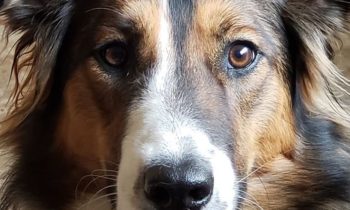 HELP YOUR DOG GET USED TO HUMANS WEARING FACE MASKS