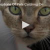 2020-06-04 Remote Adoptions Of Pets Catching On FOX 28 Spokane